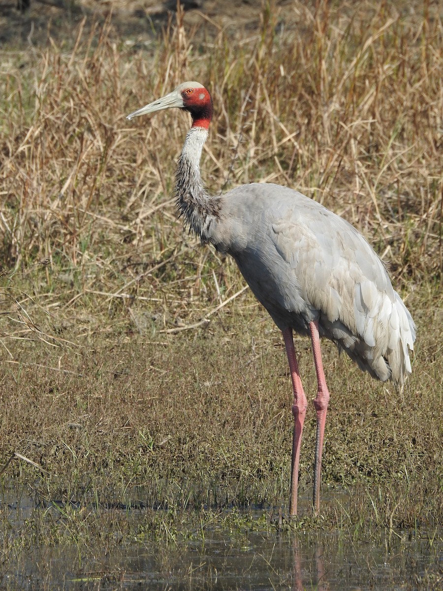 Sarus Crane - ML643175558