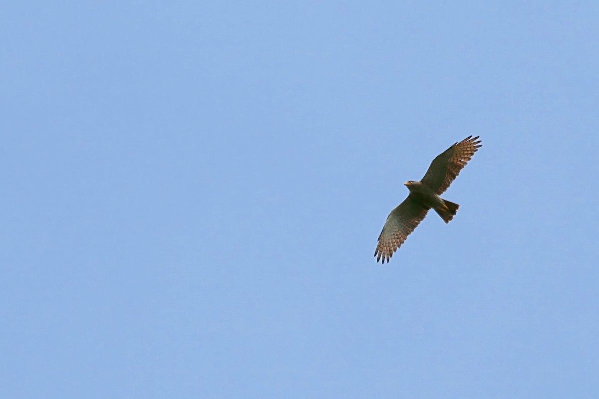 Rufous-winged Buzzard - ML643175591