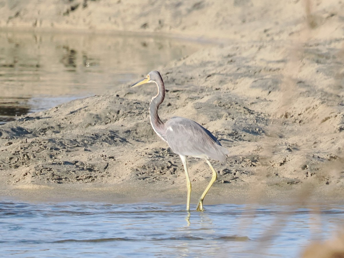 Tricolored Heron - ML643175651