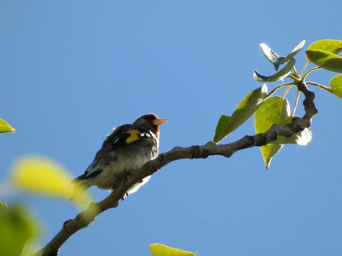 Gray-crowned Goldfinch - ML643175668