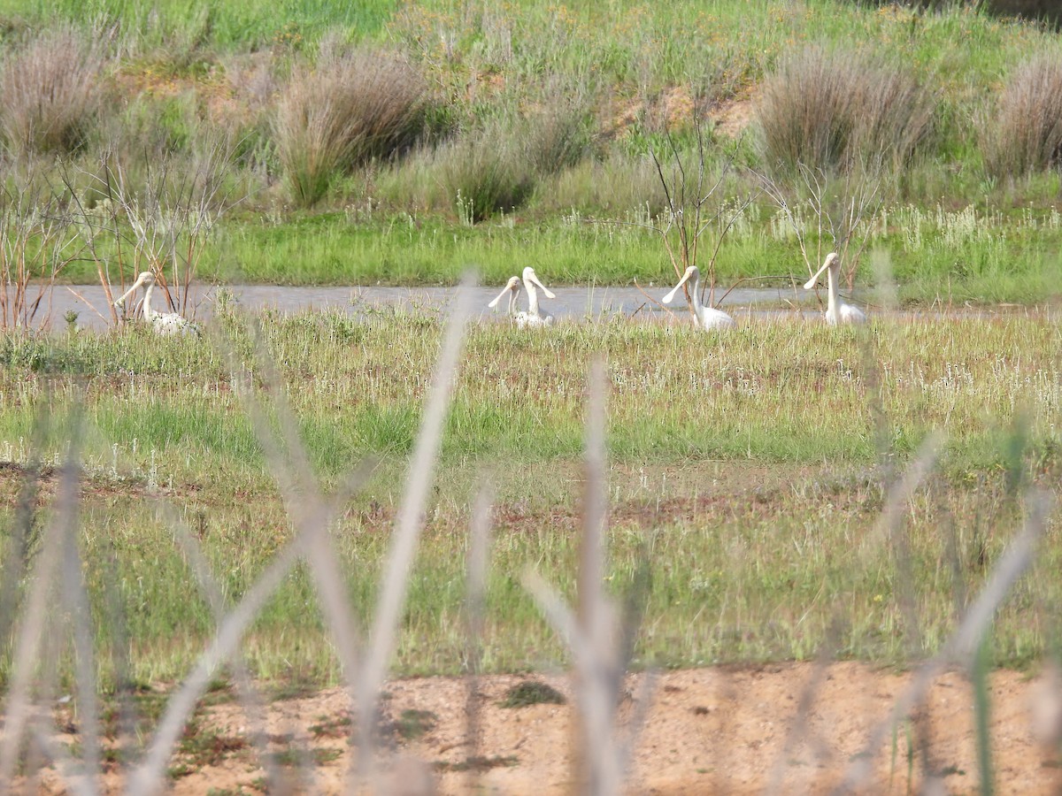 gulnebbskjestork - ML643175670