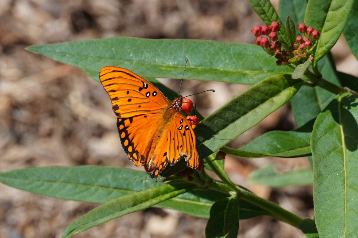 Gulf Fritillary - ML643175671