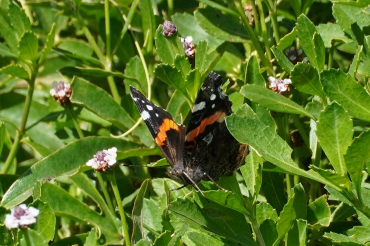 Red Admiral - ML643175673