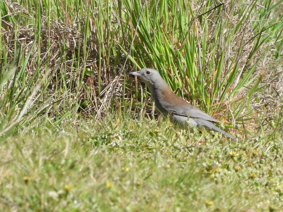hvittøyleplystrer - ML643175687