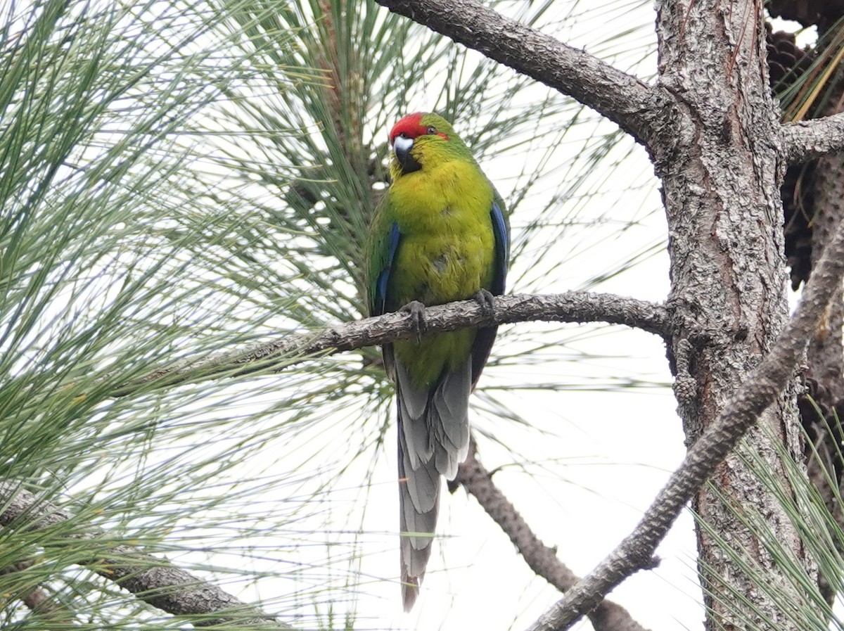New Caledonian Parakeet - ML643175695