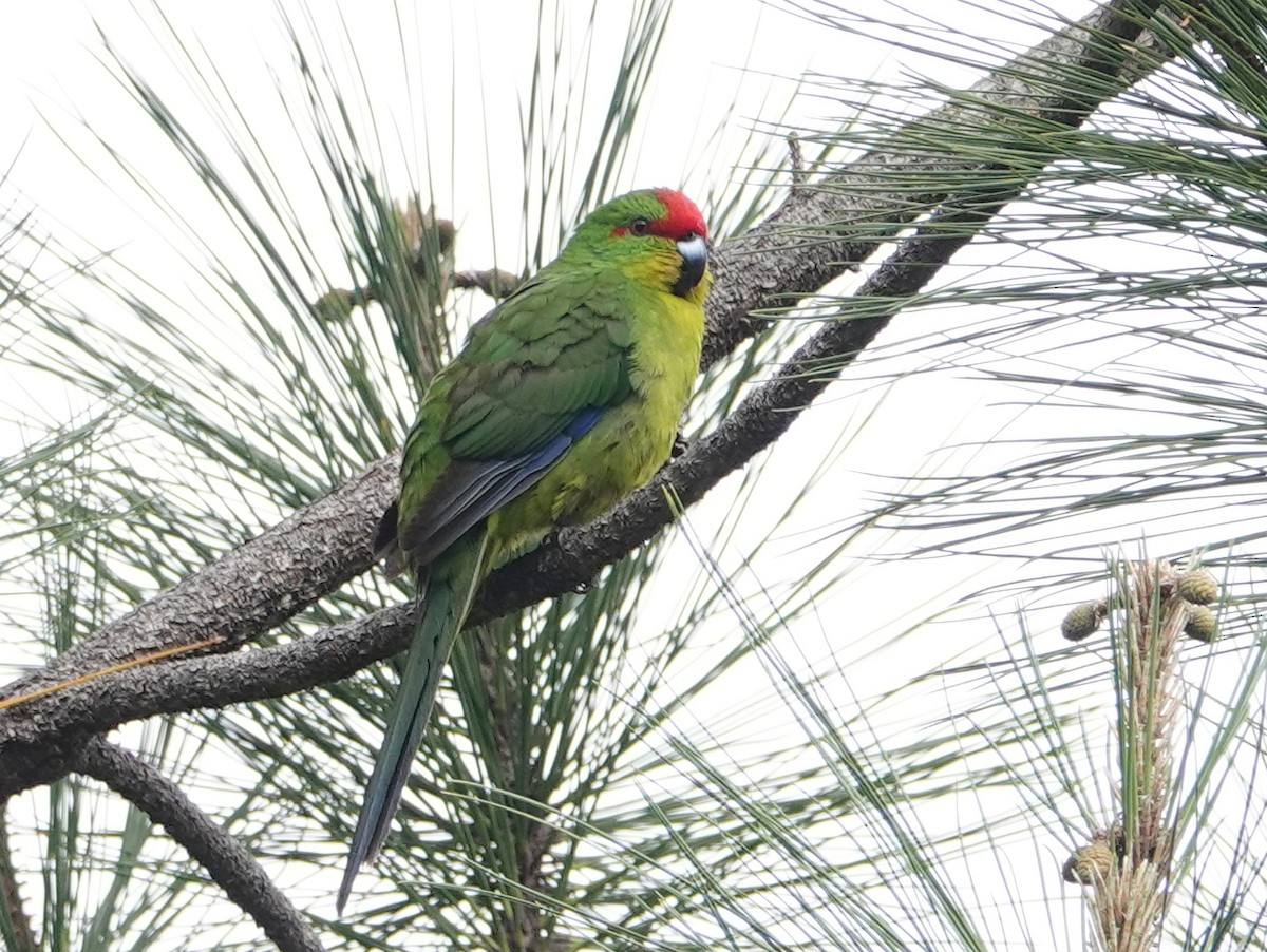 New Caledonian Parakeet - ML643175696