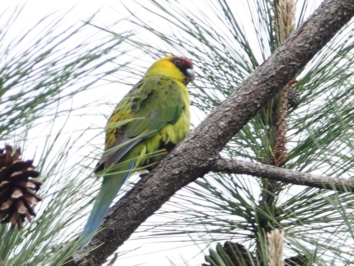 Horned Parakeet - ML643175698