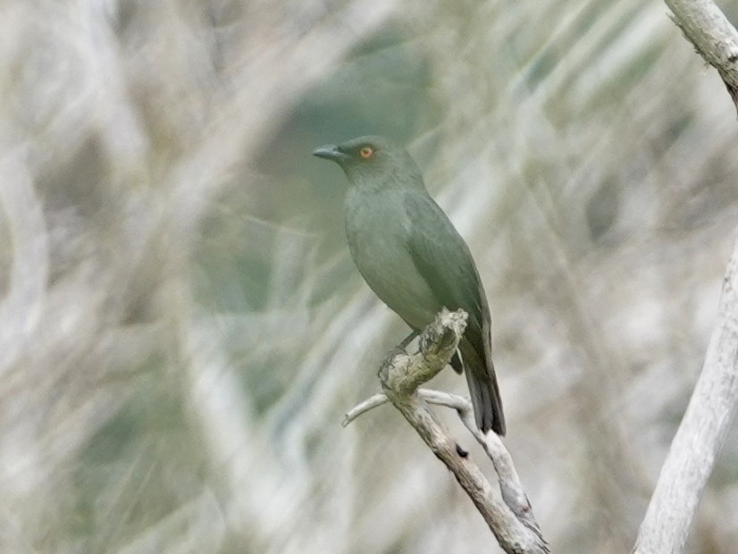 Striated Starling - ML643175701