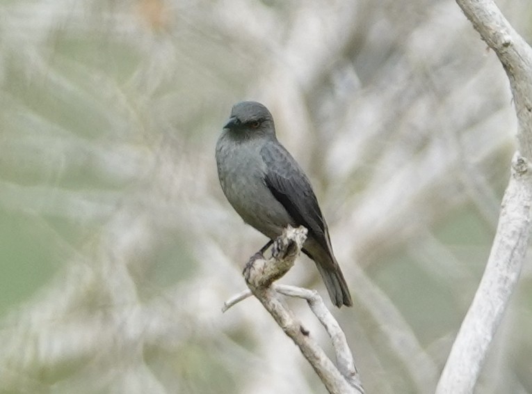 Striated Starling - ML643175702