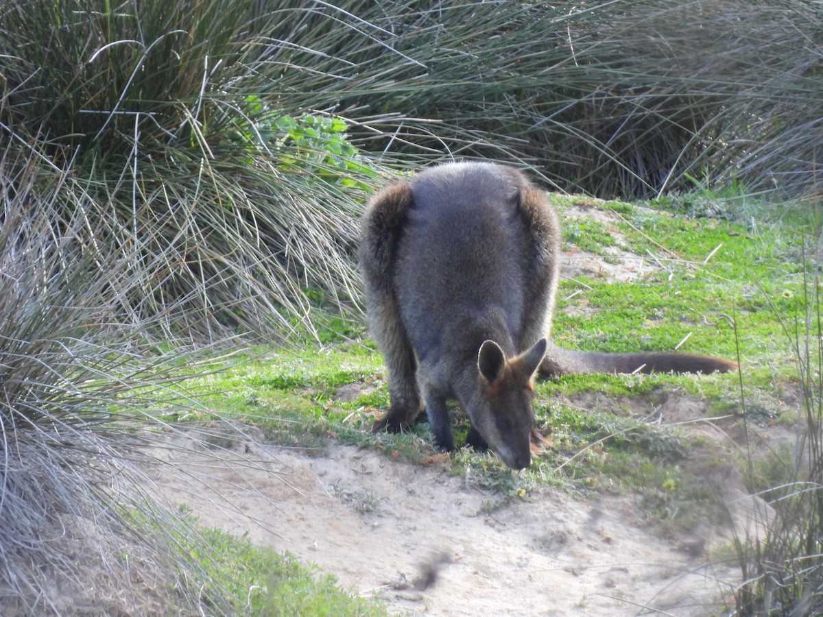 Mammals - ML643175703