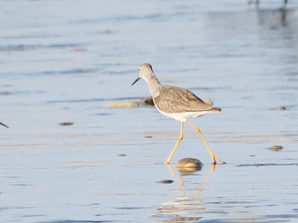 plystresnipe - ML643175704