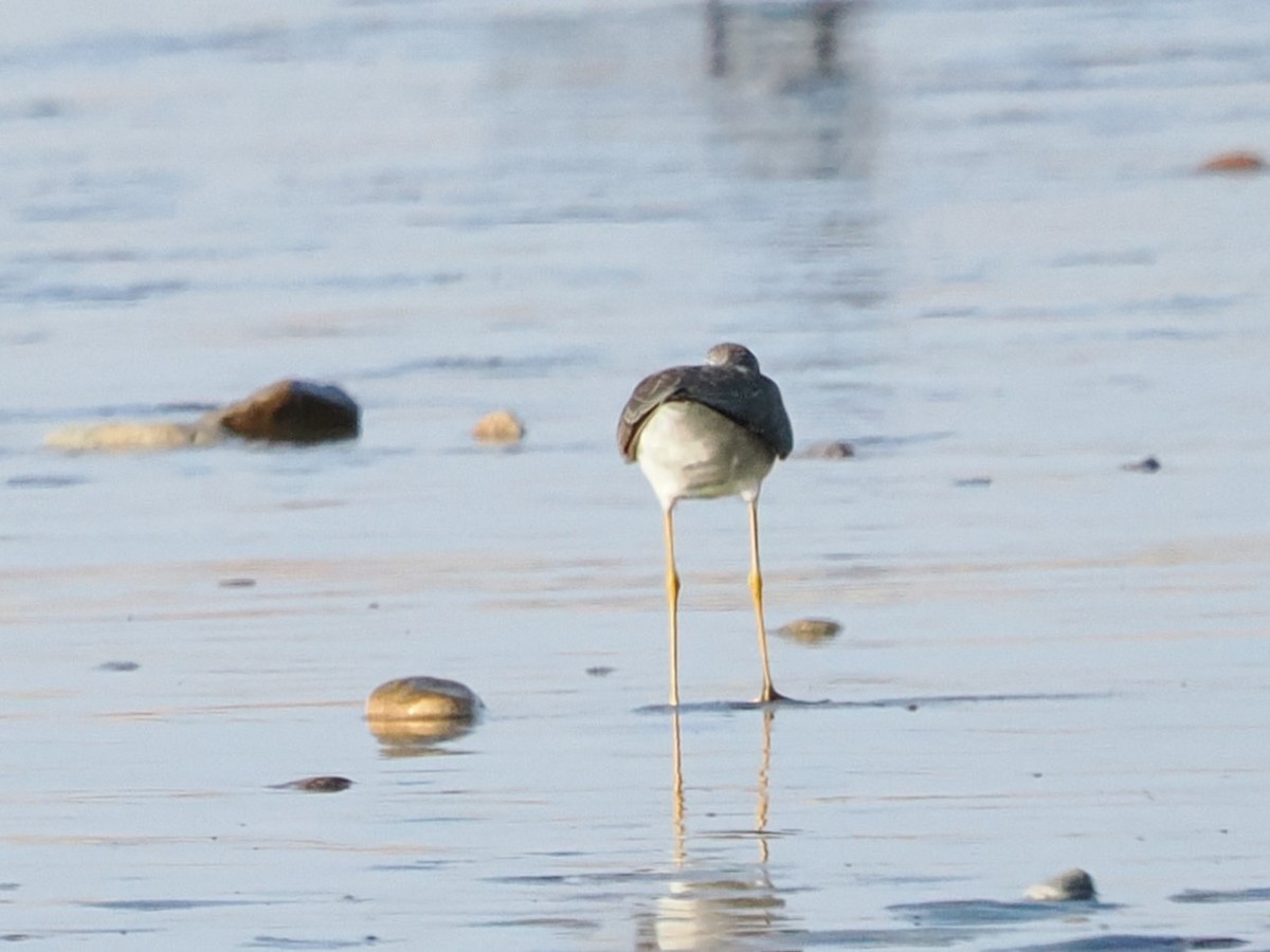 plystresnipe - ML643175712