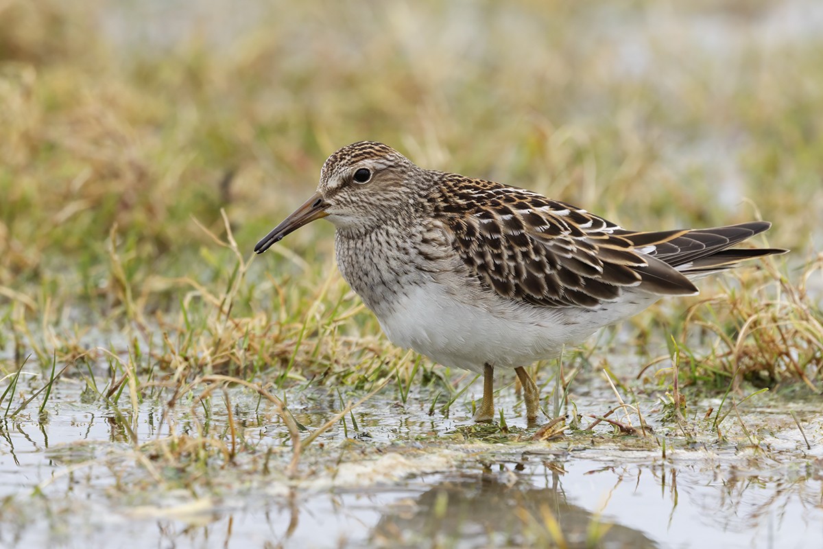 アメリカウズラシギ - ML643175713