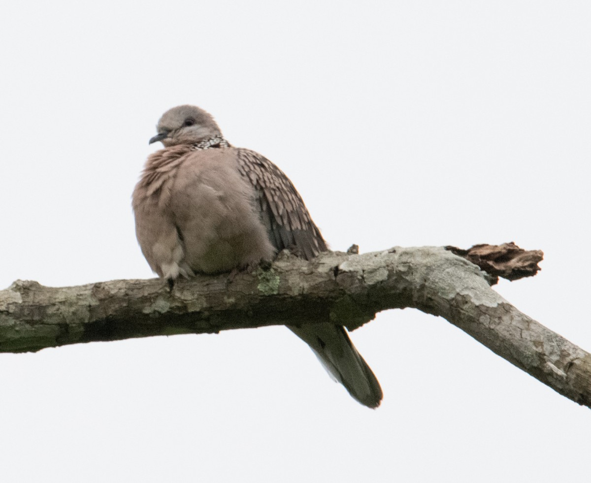 Spotted Dove - ML643175715