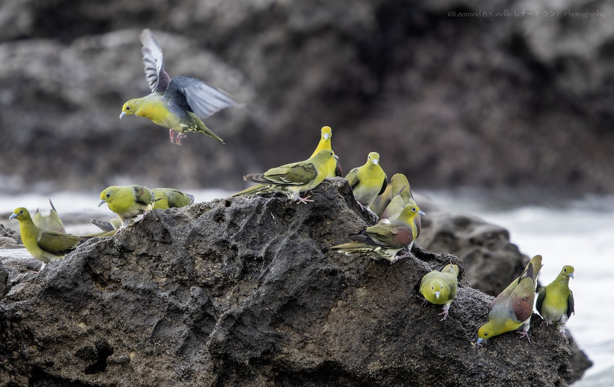 綠鳩 - ML643175723