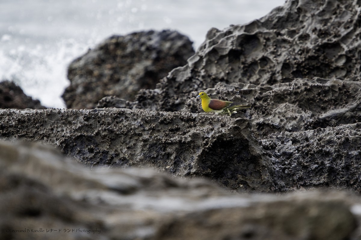 綠鳩 - ML643175724