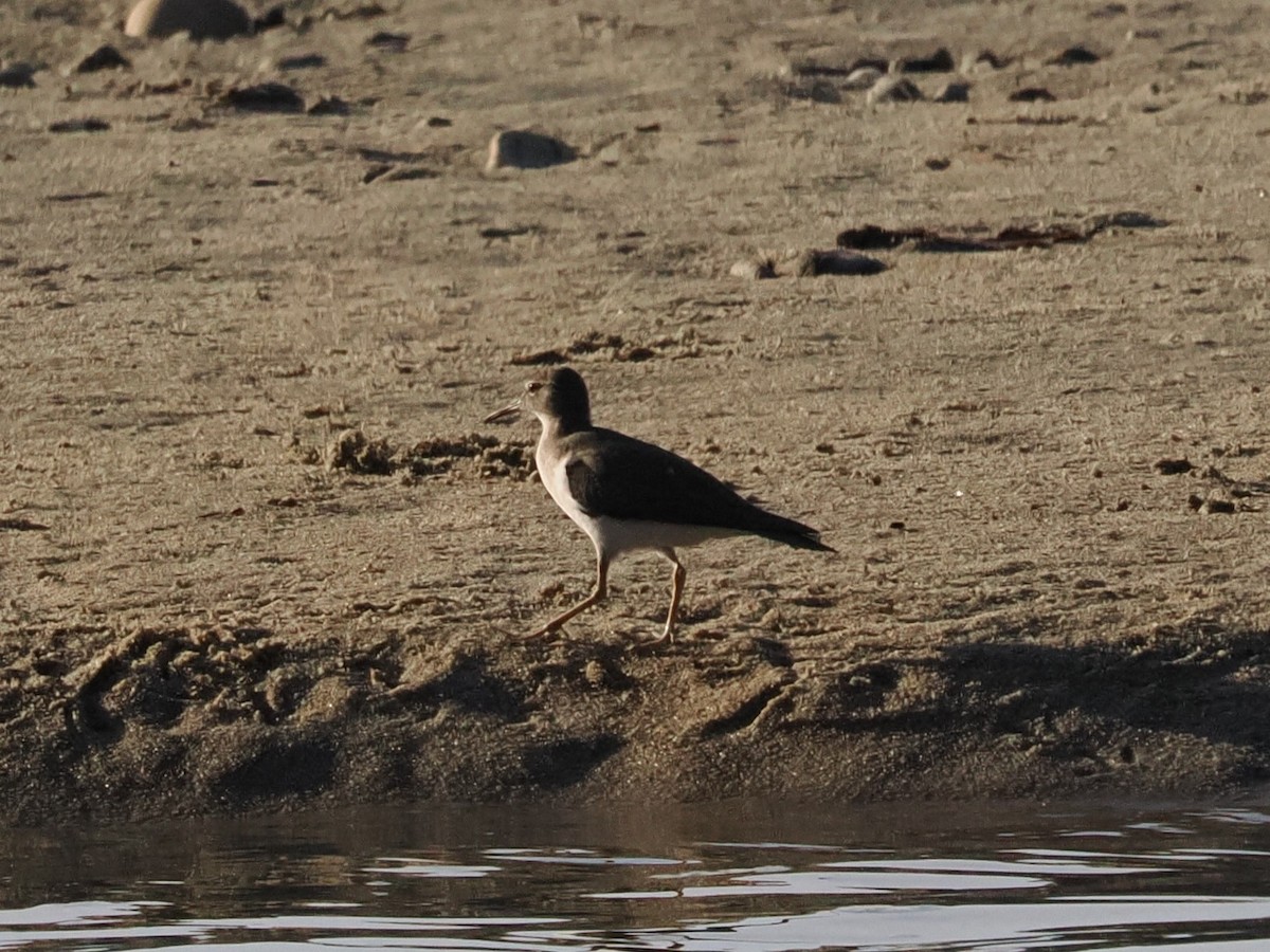 flekksnipe - ML643175725