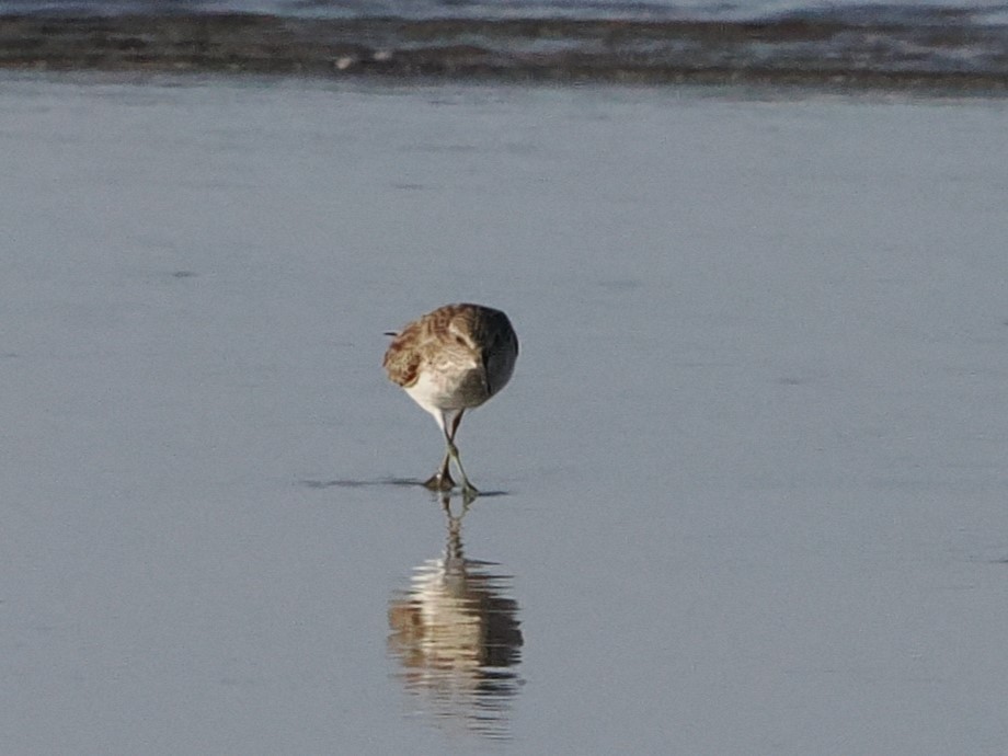 pygmésnipe - ML643175729