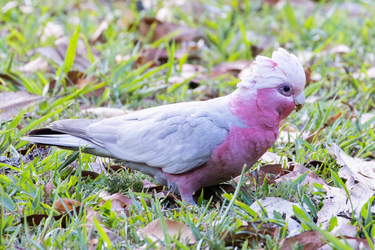 Galah - ML643175733