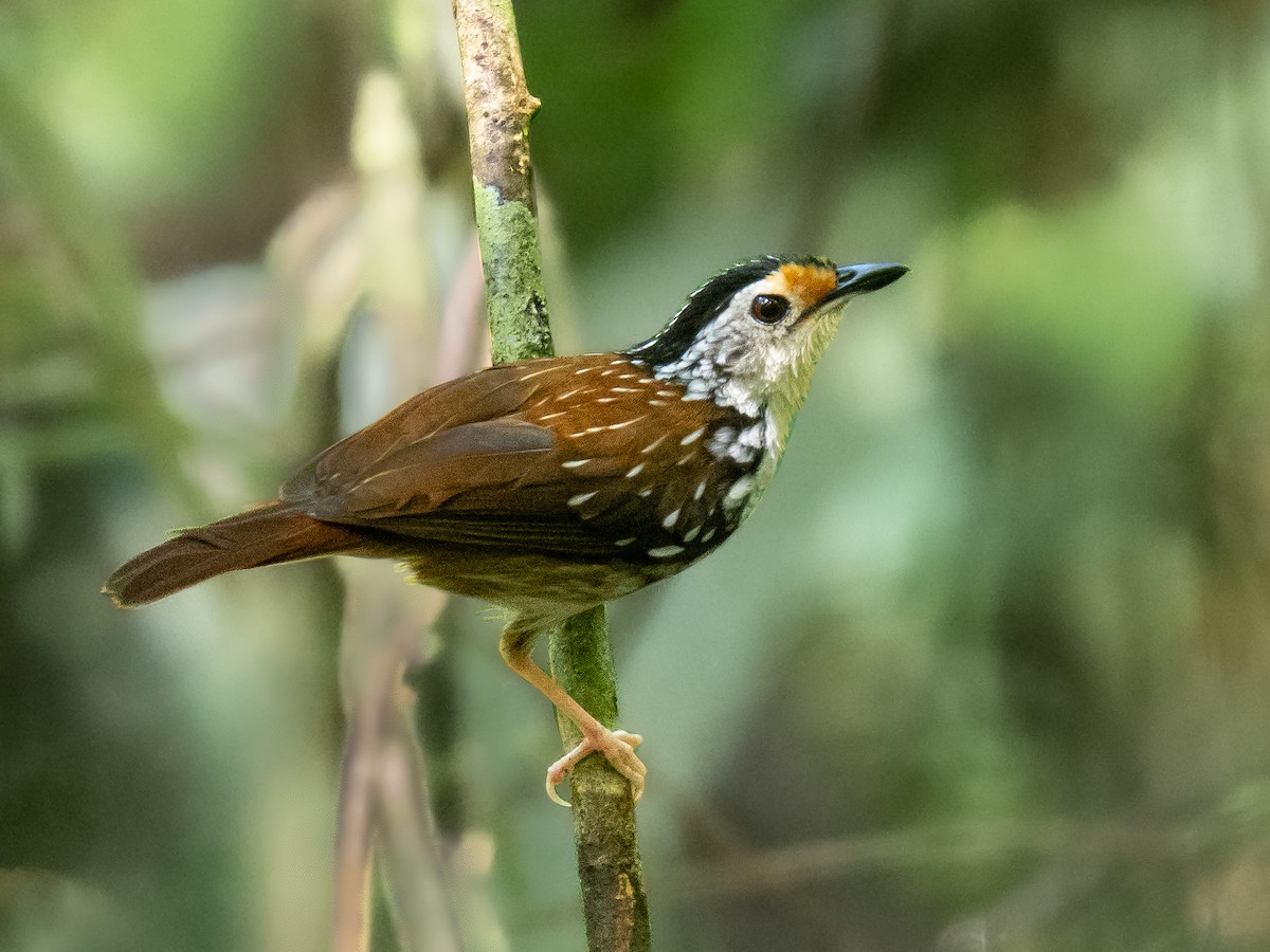 Striped Wren-Babbler - ML643175734