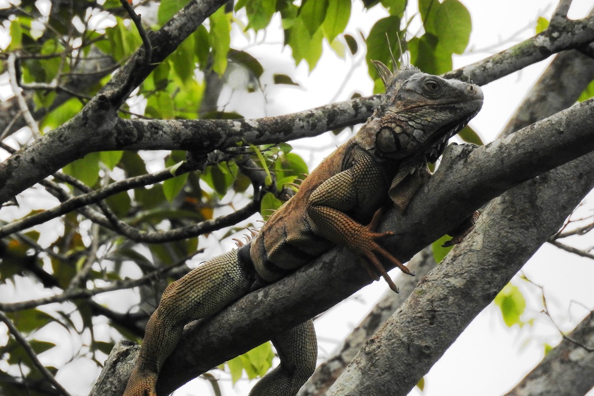 Green Iguana - ML643175735
