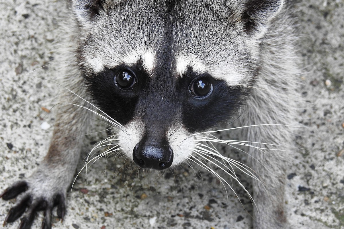 Common Raccoon - ML643175736