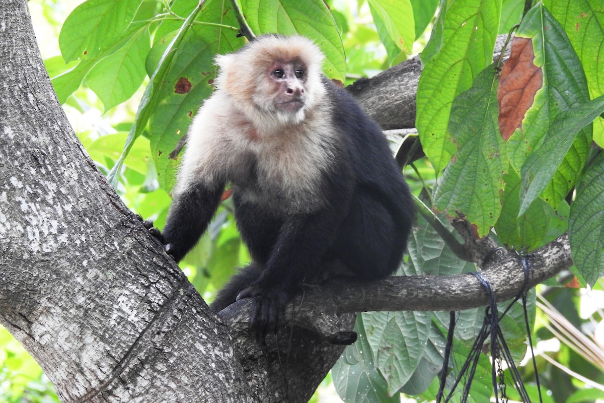 Central American White-faced Capuchin - ML643175737