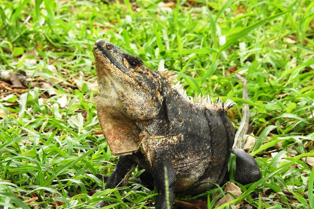 Black Spiny-tailed Iguana - ML643175738