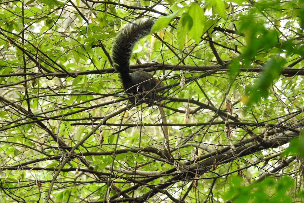 Variegated Squirrel - ML643175739