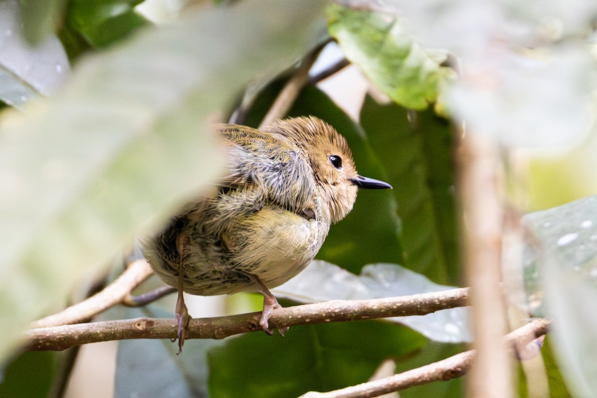 Large-billed Scrubwren - ML643175747