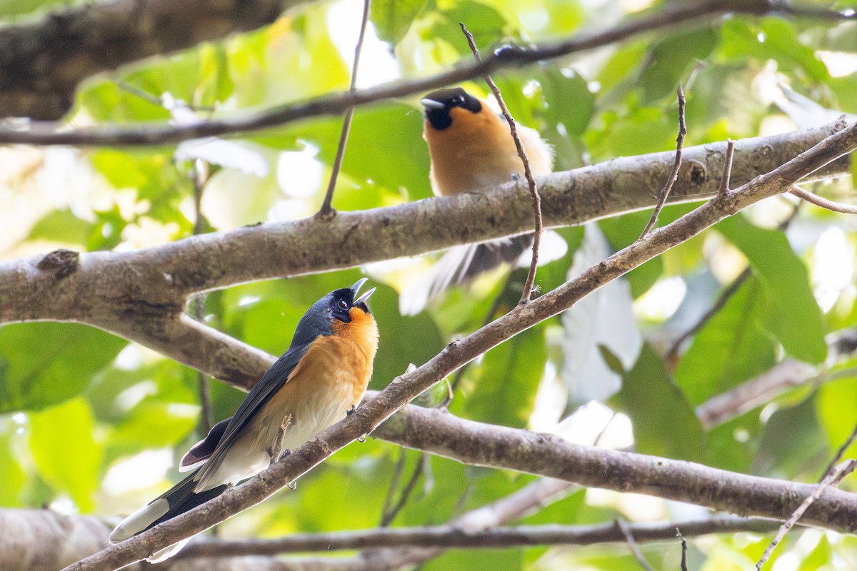 Australian Spectacled Monarch - ML643175751