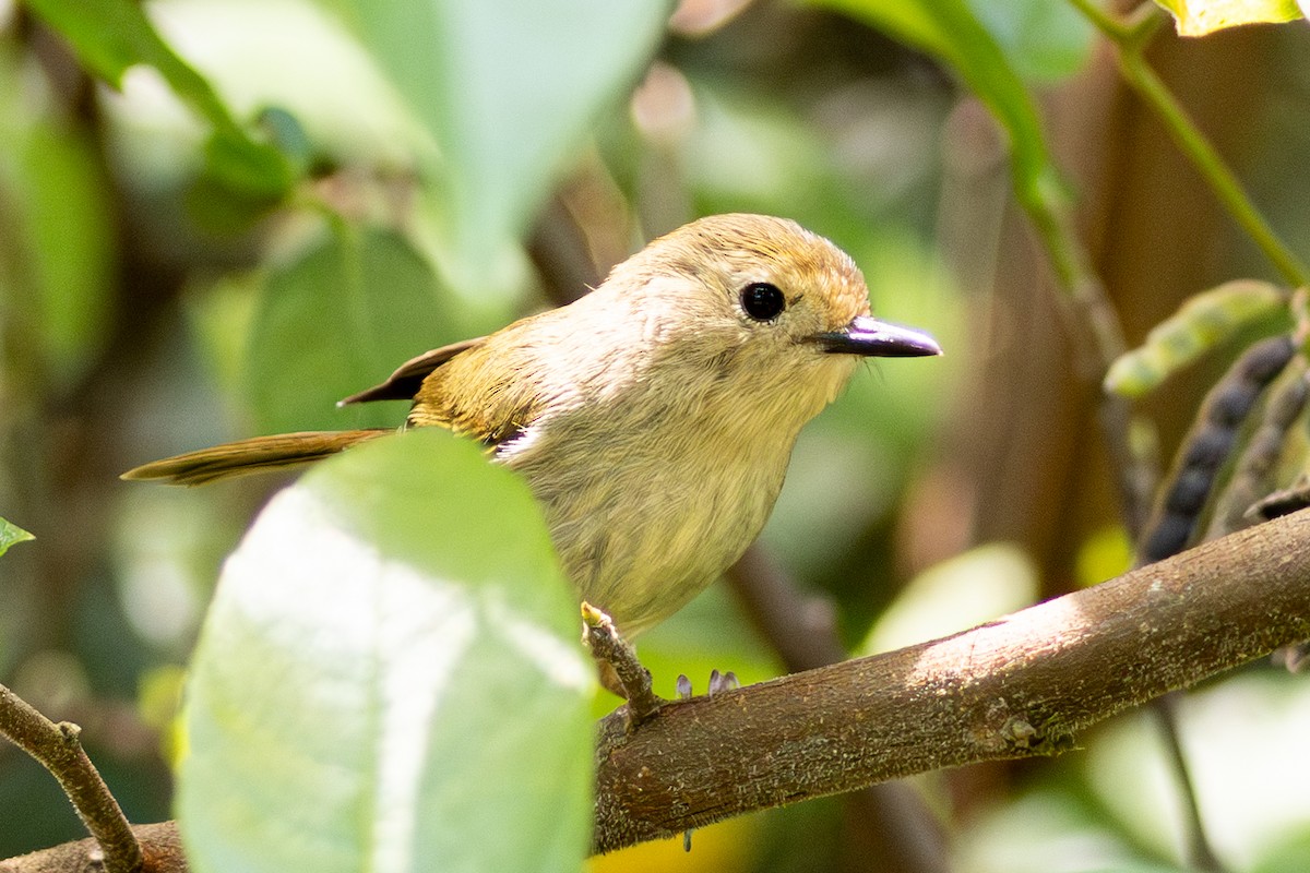 Large-billed Scrubwren - ML643175758