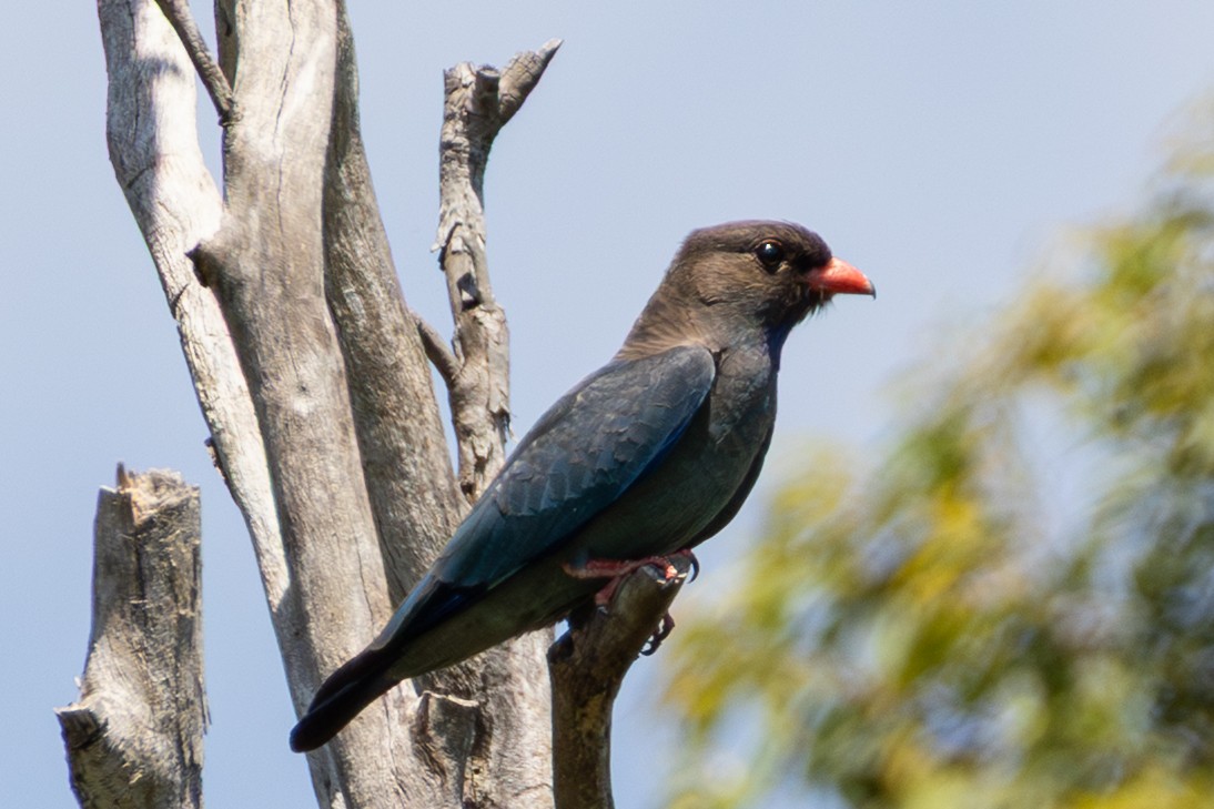 Dollarbird - ML643175761