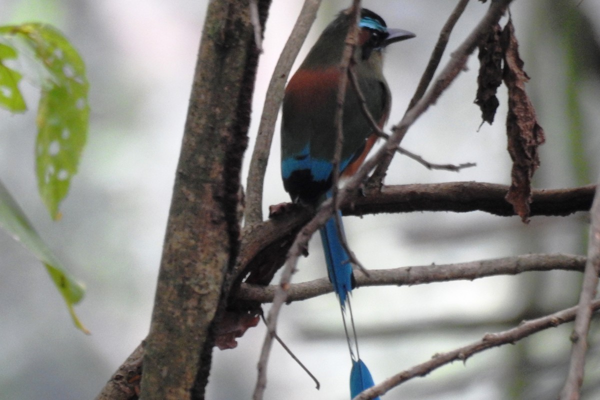 Turquoise-browed Motmot - ML643175771