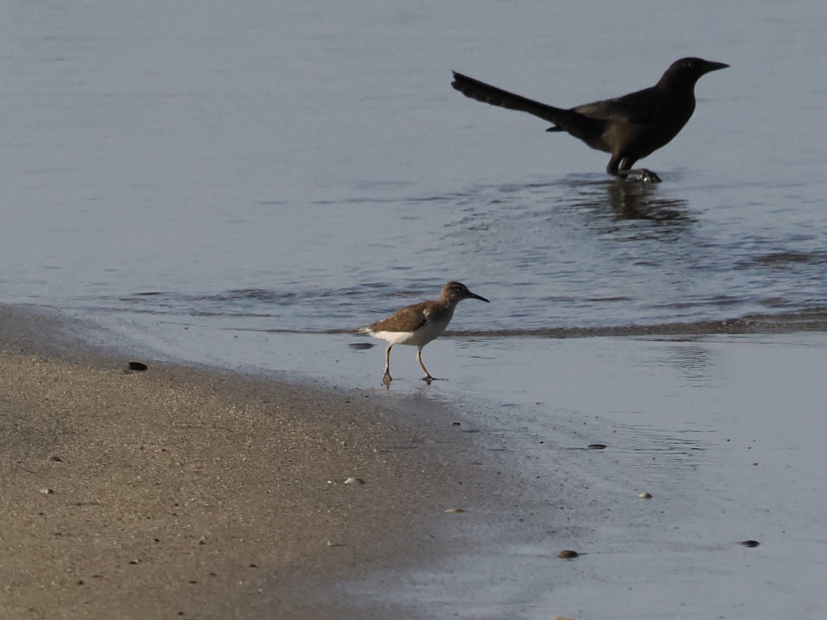 flekksnipe - ML643175774