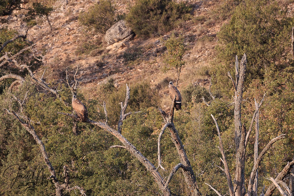 Eurasian Griffon - ML643175778