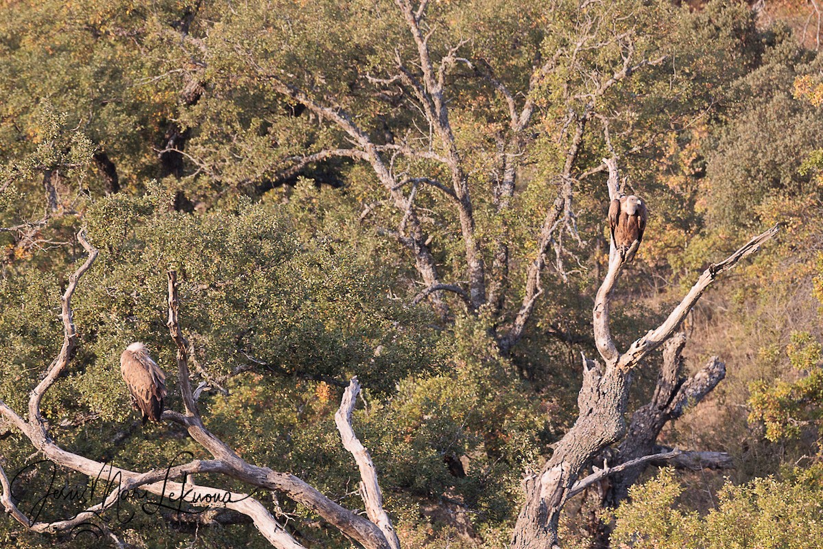 Eurasian Griffon - ML643175779