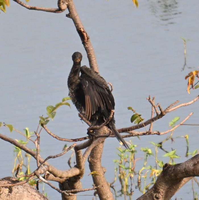 Indian Cormorant - ML643175786