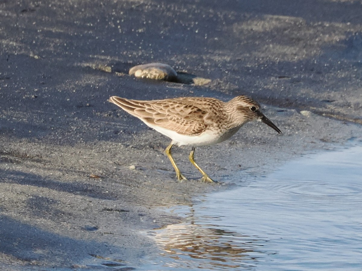 pygmésnipe - ML643175787