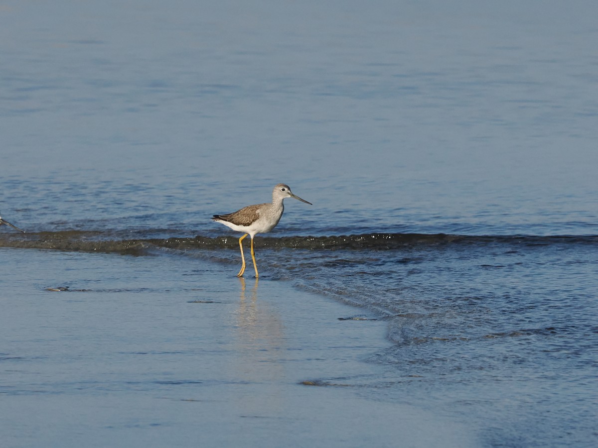 plystresnipe - ML643175789