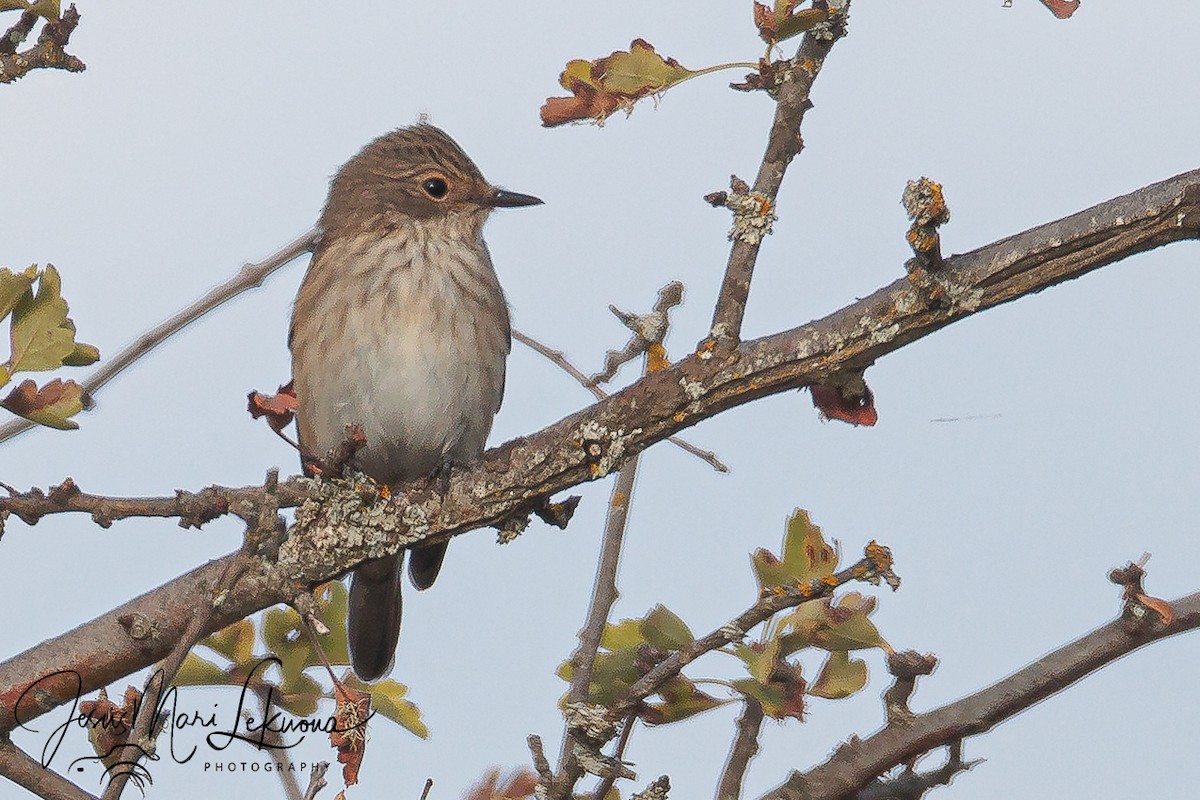 Spotted Flycatcher - ML643175791