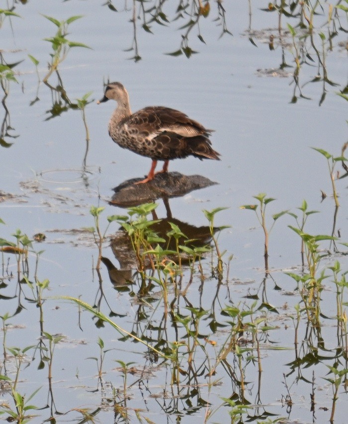 Indian Spot-billed Duck - ML643175795