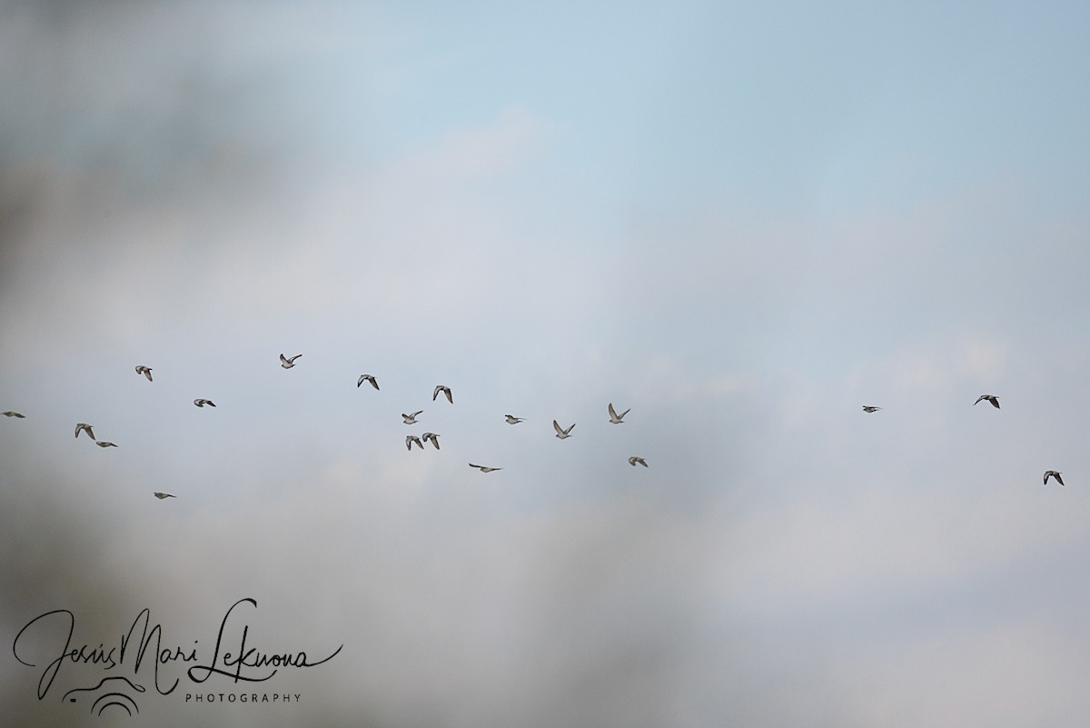 Stock Dove - ML643175798