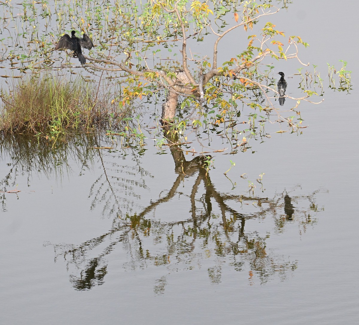 Indian Cormorant - ML643175818