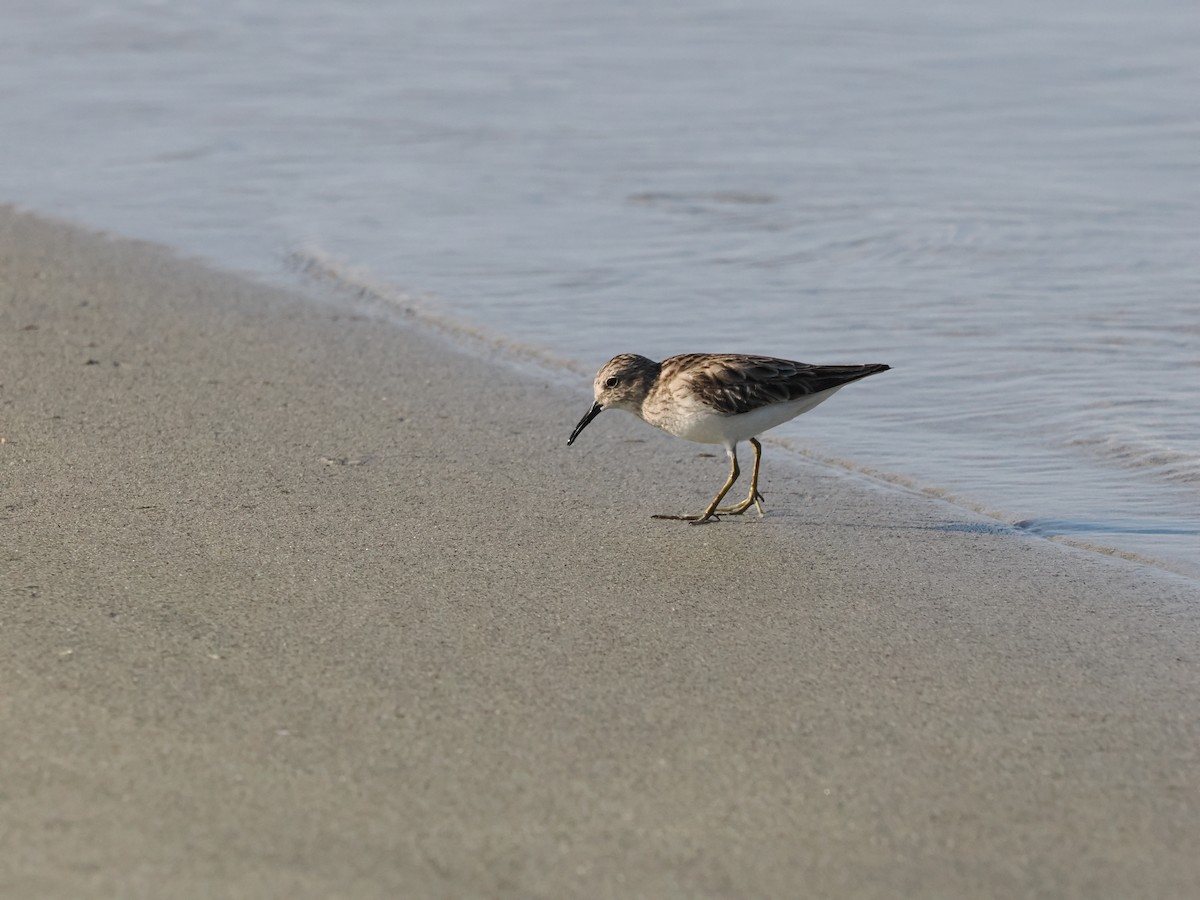 pygmésnipe - ML643175828