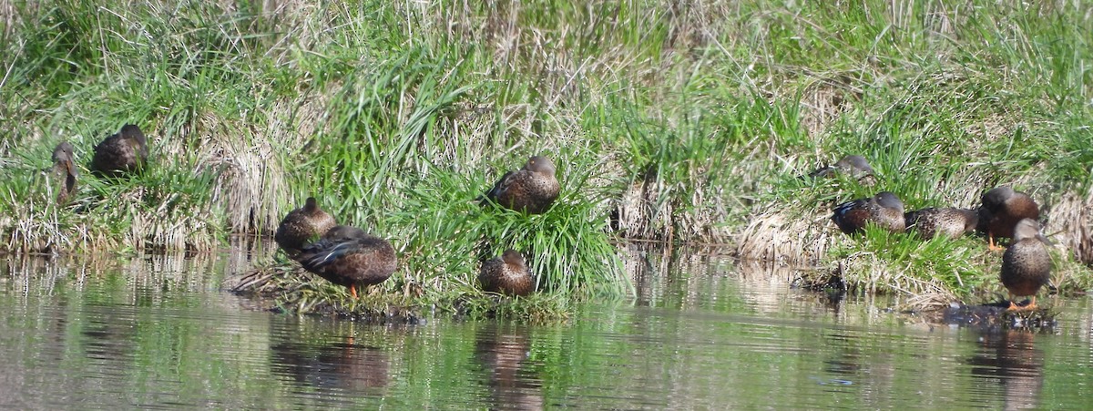 Australasian Shoveler - ML643175840