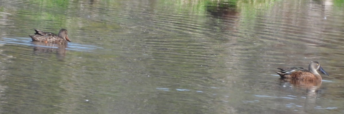 Australasian Shoveler - ML643175841