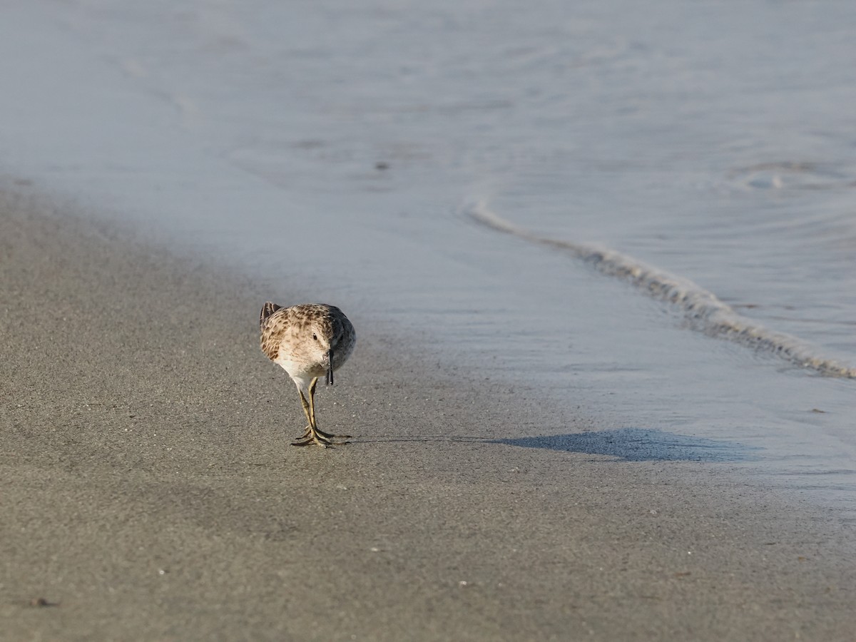pygmésnipe - ML643175844