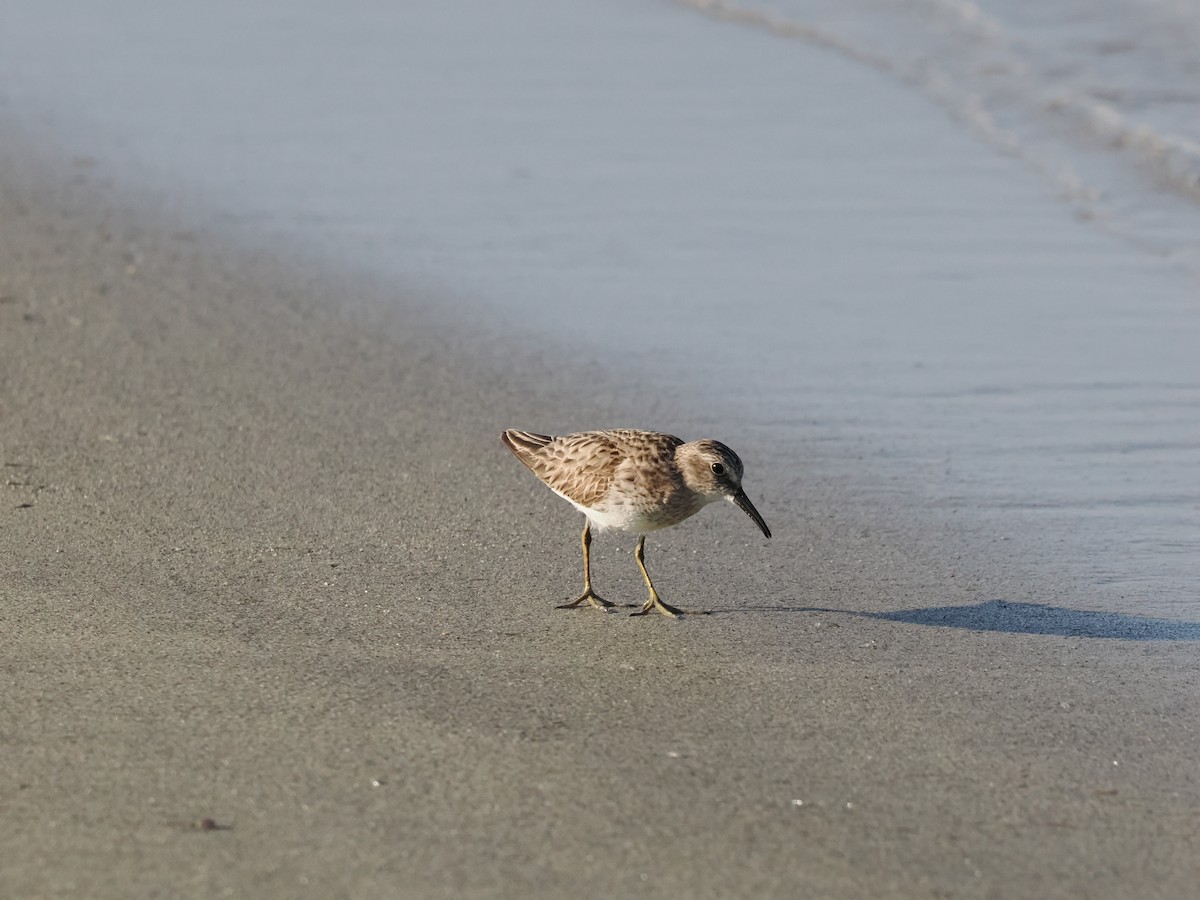pygmésnipe - ML643175849