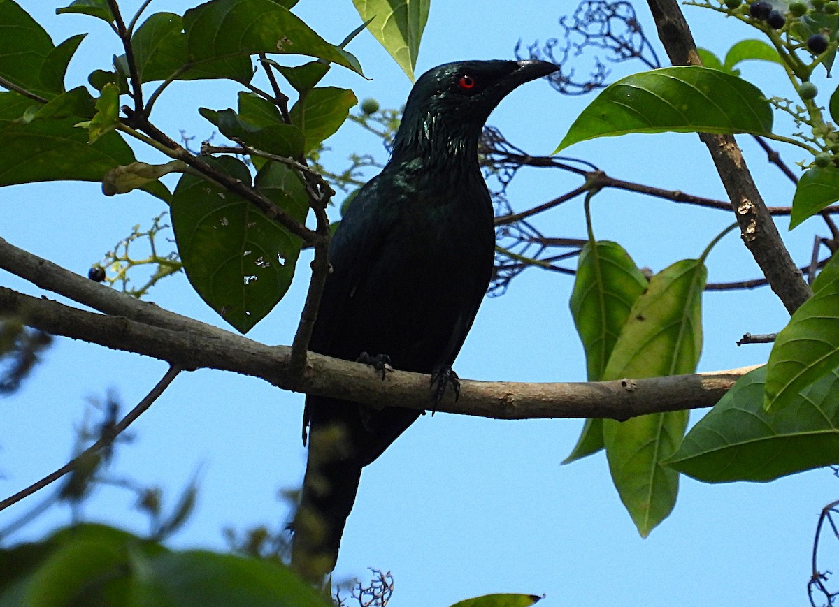 Asian Glossy Starling - ML643175850